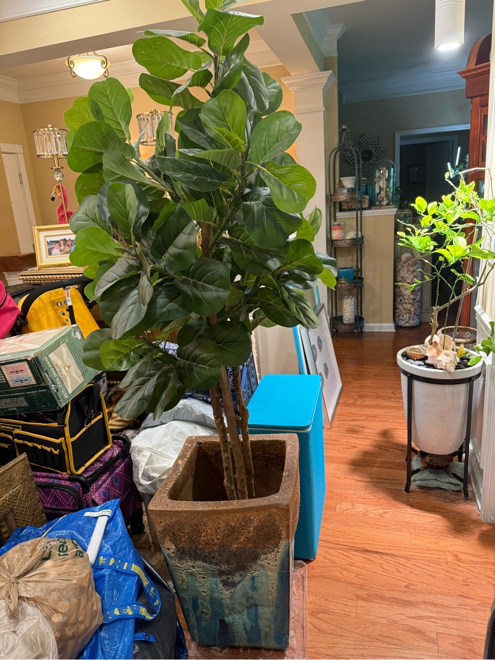 Fiddle Leaf Fig Tree in  Gorgeous Cement Planter - Lush Green